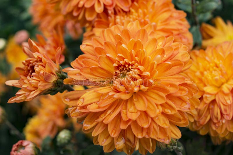 Orange Chrysanthemum Flowers in the Garden Stock Photo Image of