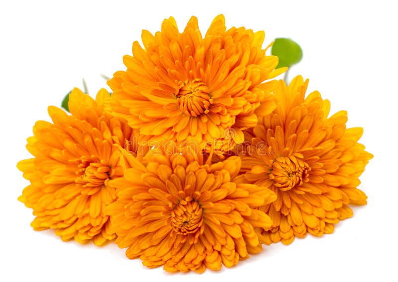 Orange chrysanthemum