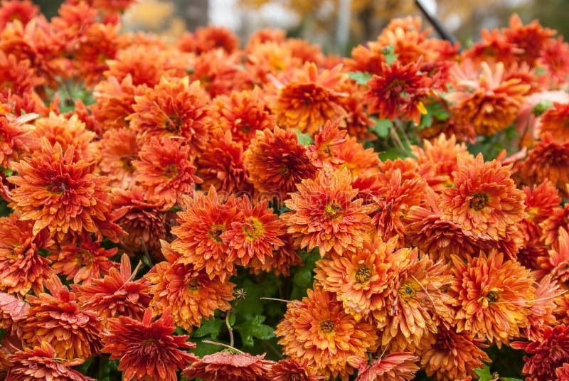 Orange chrysanthemums stock image. Image of garden, nature 56182195