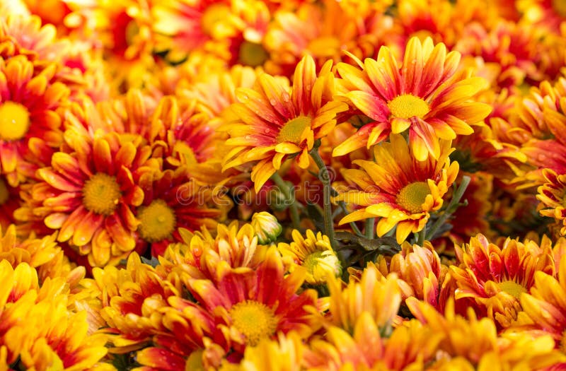 Chrysanthemums Daisy Flower Fields Blooming Stock Image Image of