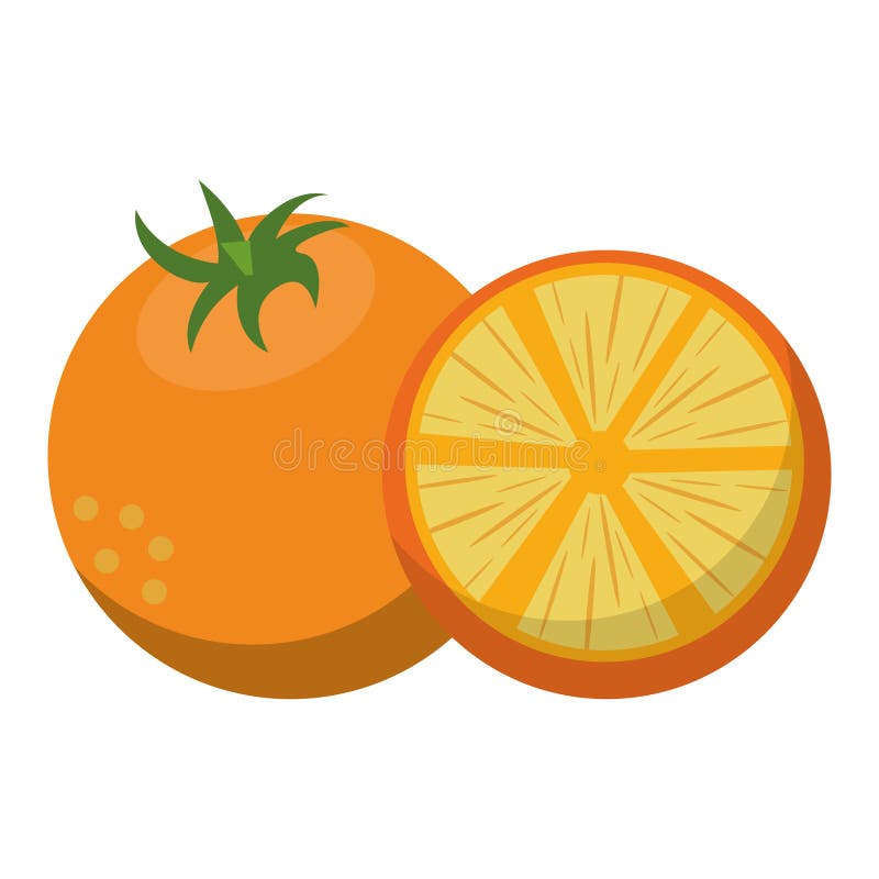 Orange citric fruits royalty free illustration Orange citric fruits royalty free illustration