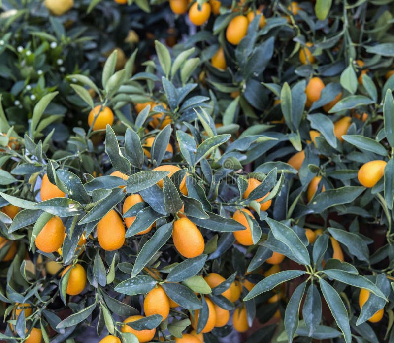 Orange Citrus Fruits on a Kumquat Tree. Stock Photo Image of chinese