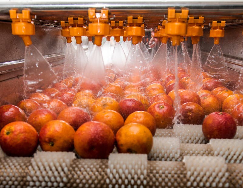 https://thumbs.dreamstime.com/b/orange-cleaning-process-further-processing-oranges-must-be-thoroughly-clean-oranges-52603726.jpg