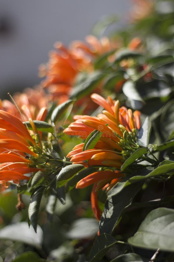Orange climbing Plant stock image. Image of garden, honey 98048571