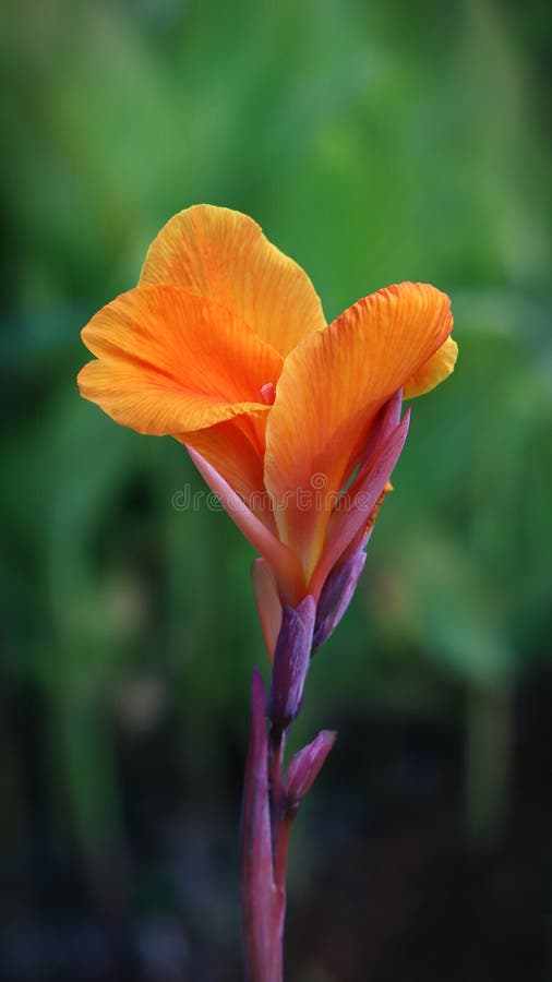 Orange Color Canna Flower Image for Mobile Phone Screen, Display, Wallpaper,  Screensaver, Lock Screen and Background Stock Image - Image of gardening,  bokeh: 243394769