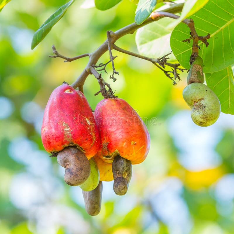 Cashew nut tree stock photo. Image of agriculture, fruit 63308