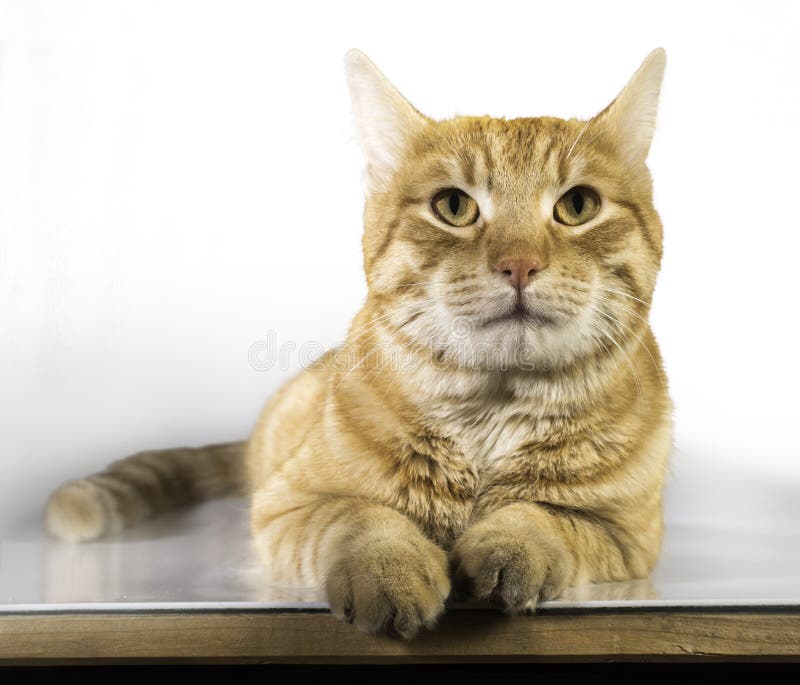 brown orange cat brown orange cat