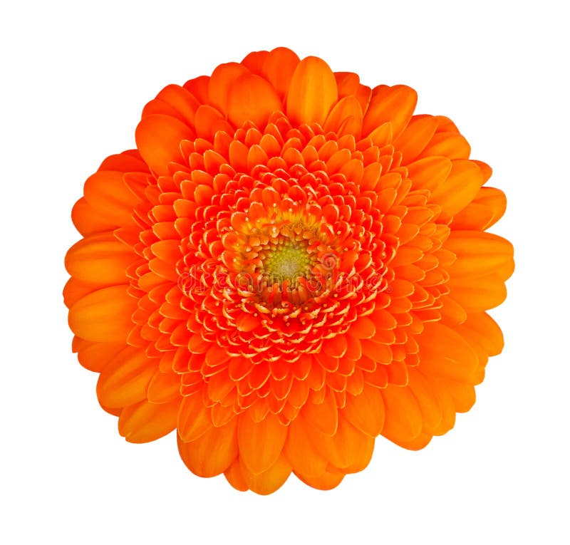 Orange Color Hibiscus Flower Top View Isolated on White Background ...