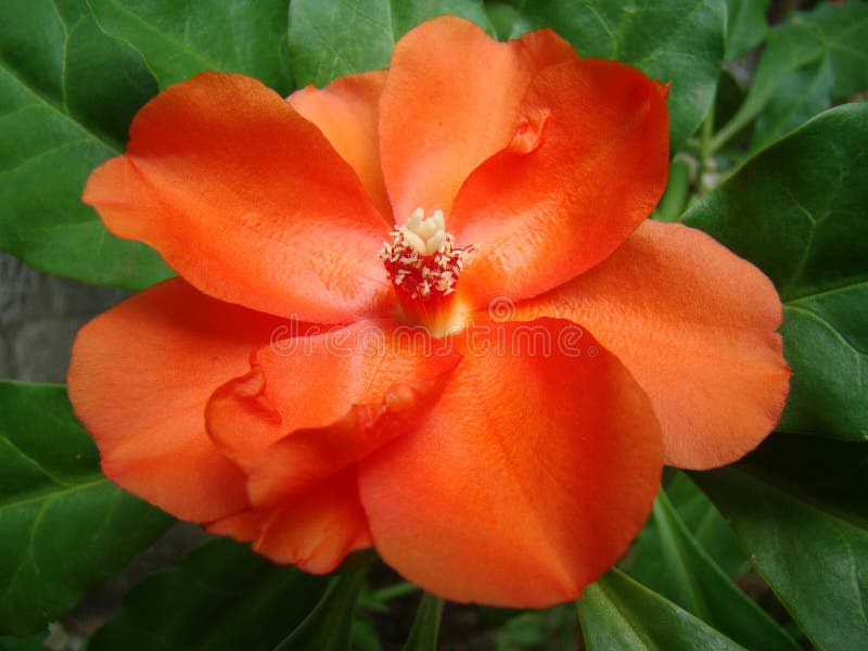 Orange Color Flower with Big Petals Stock Photo - Image of orange ...