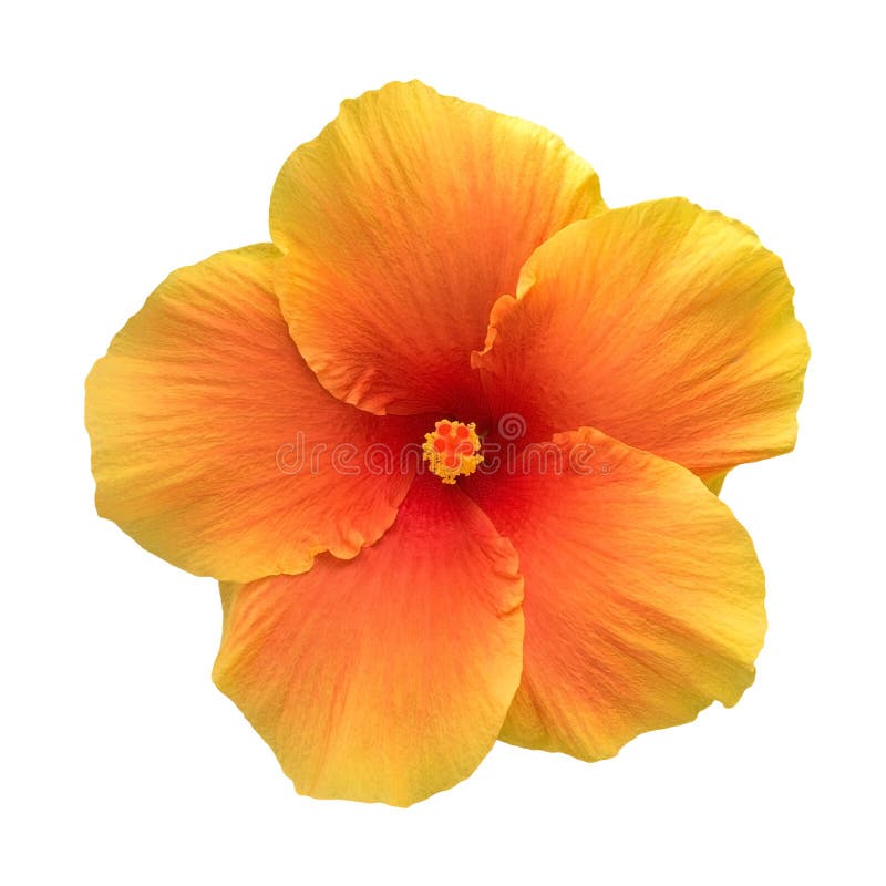 Orange color hibiscus flower top view isolated on white background, path