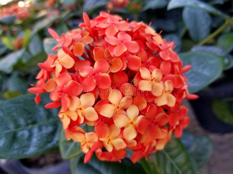 The orange color of Maui Ixora flowers that attracts butterflies