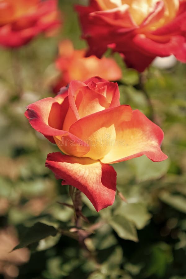 Orange Color Rose Flower Blooming in Summer Stock Image - Image of ...