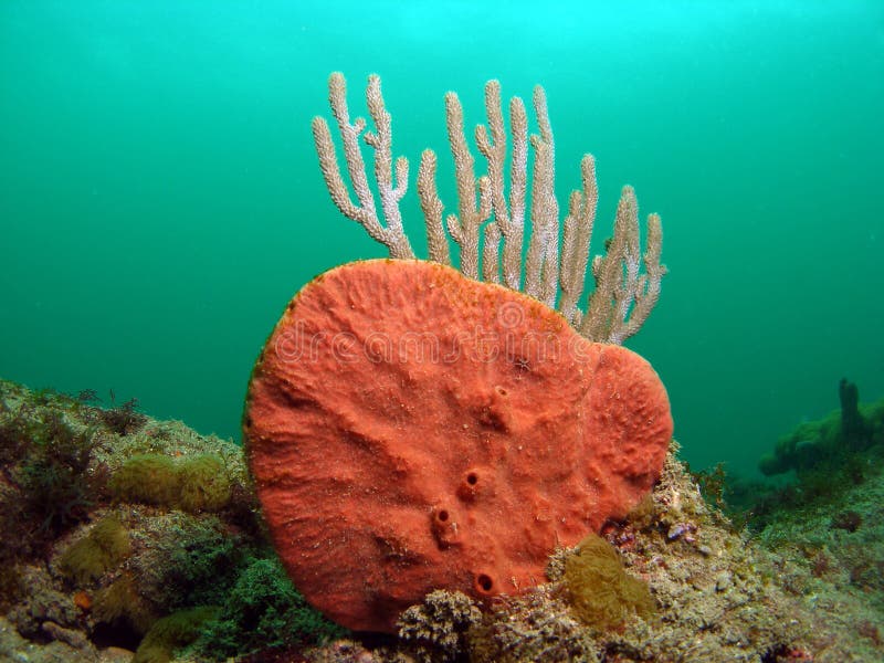 Orange Coral reef stock photo. Image of coral, reefs, beach 5711510