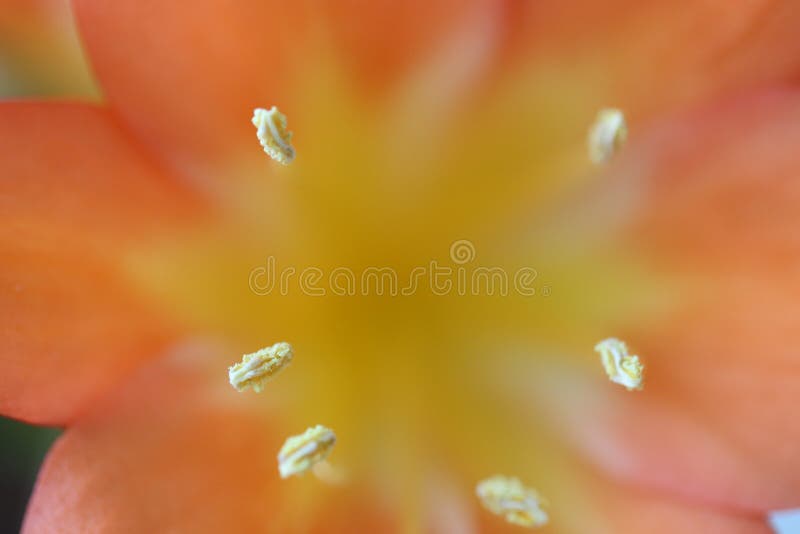 Orange Colored Flower Pollen Stock Image Image of flower, orange