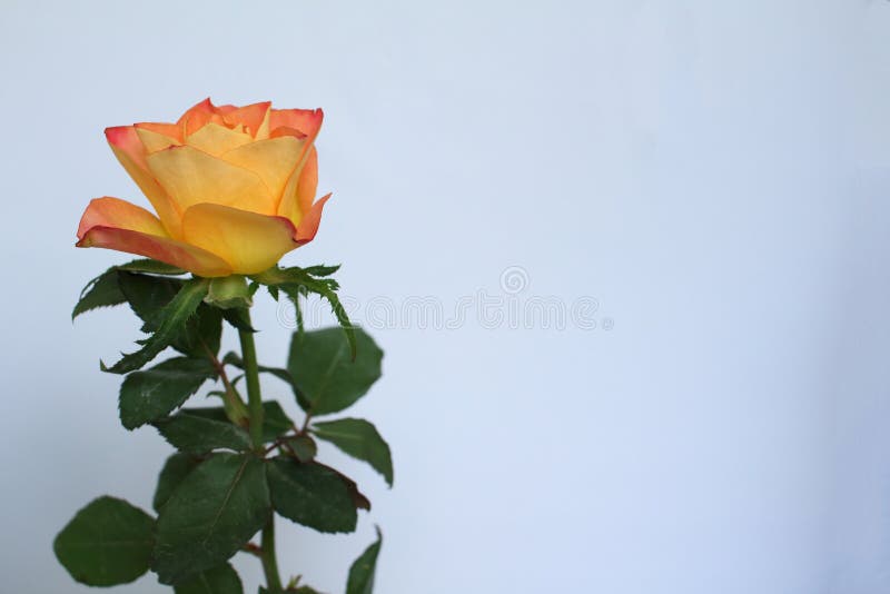 An orange-colored rose and green foliage resting on a white background royalty free stock photos An orange-colored rose and green foliage resting on a white background royalty free stock photos