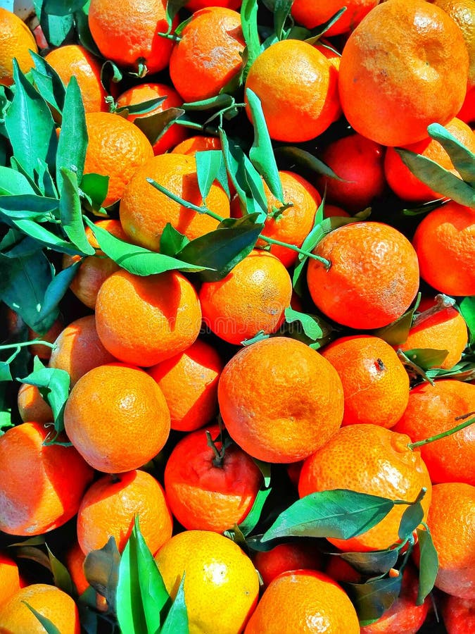Orange colored tangerines stock image. Image of aromatic 48948609