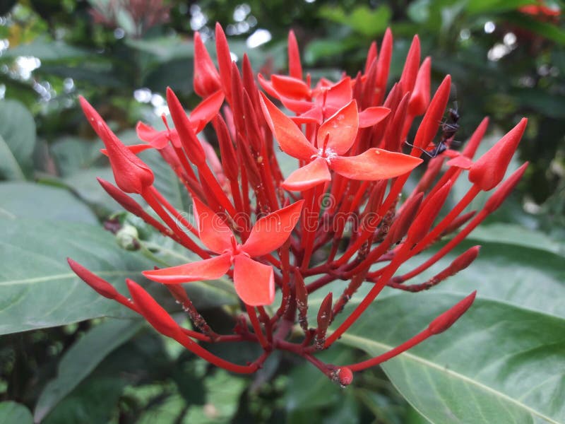 Orange colour Flowers stock photo. Image of petal, blossom 166372960