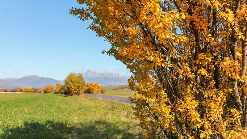 Oranžové podzimní strom vedle zeleného pole, hora Kriváň slovenský symbol s jasnou oblohou nahoře, v dálce