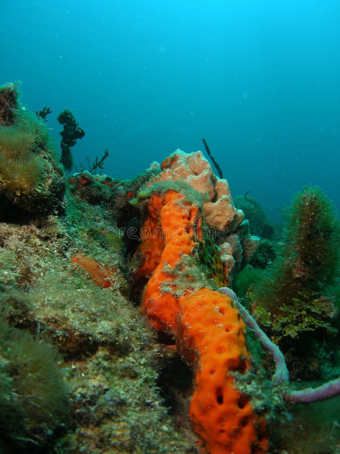 Orange Cup Coral stock photo. Image of corals, marine, underwater 27502