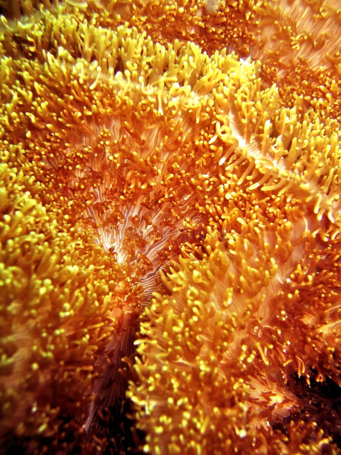 Orange Coral stock photo. Image of ocean, marine, softcoral 217434