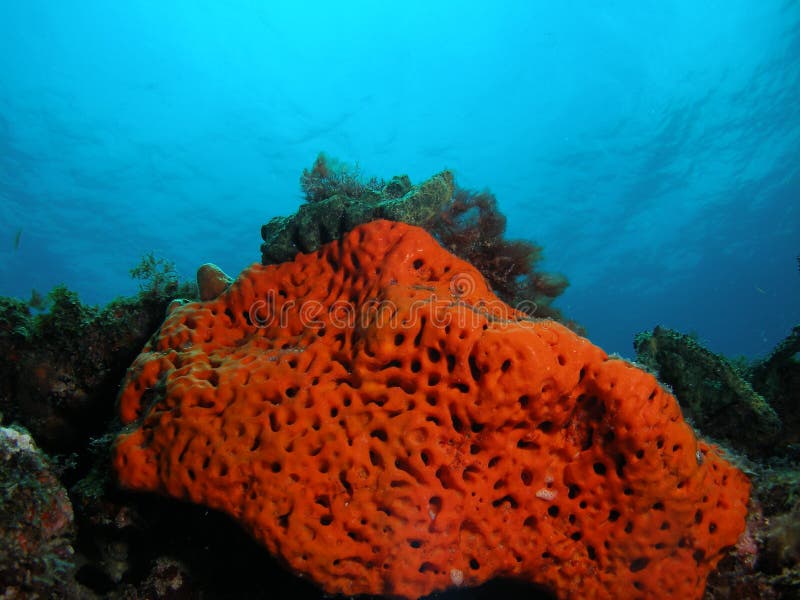 orange-coral-reef-5711510.jpg