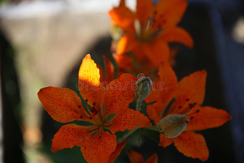 Orange Corolle Trois Fleurs Et Autres Bourgeons Dans La Faible Lumière  Image stock - Image du cultivé, idyllique: 206411687