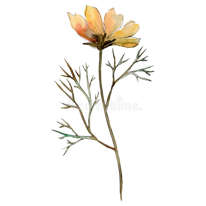 Orange cosmos floral botanical flower. Watercolor background illustration set. Isolated flower illustration element.