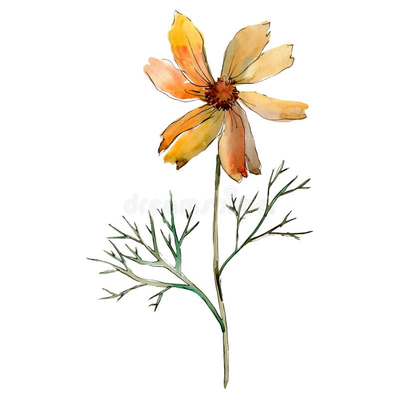 Orange cosmos floral botanical flower. Watercolor background illustration set. Isolated flower illustration element.