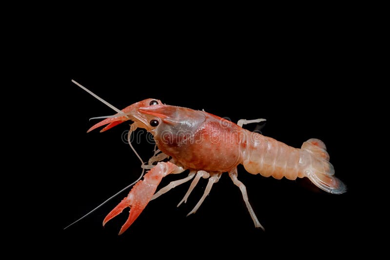 Orange Crayfish Fresh Water Lobster Stock Photo Image of antenna