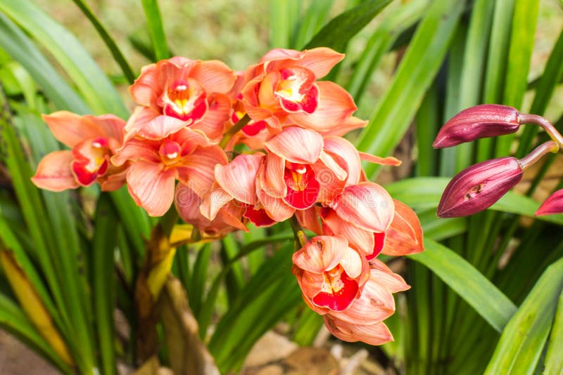 Orange Cymbidium orchids 2 stock photo. Image of stem - 13747840