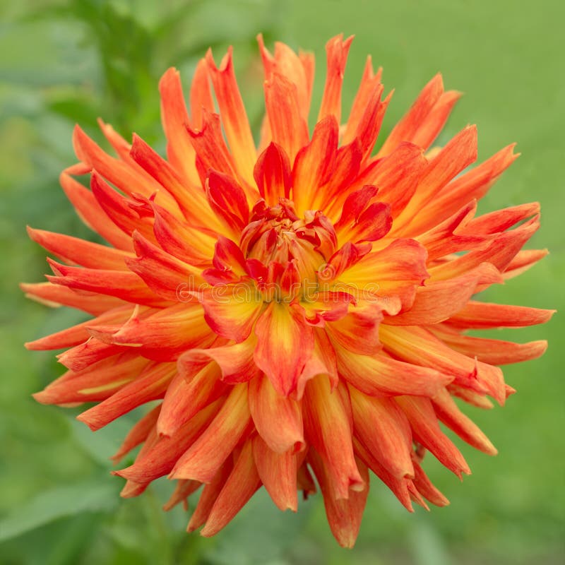 Orange Dahlia Flower in Nature Stock Image Image of grow, positive 34218385