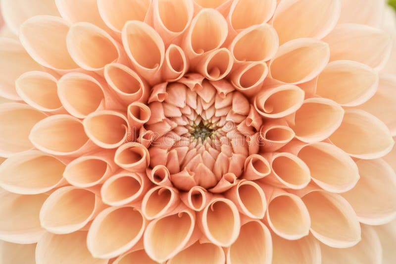 Orange dahlia macro