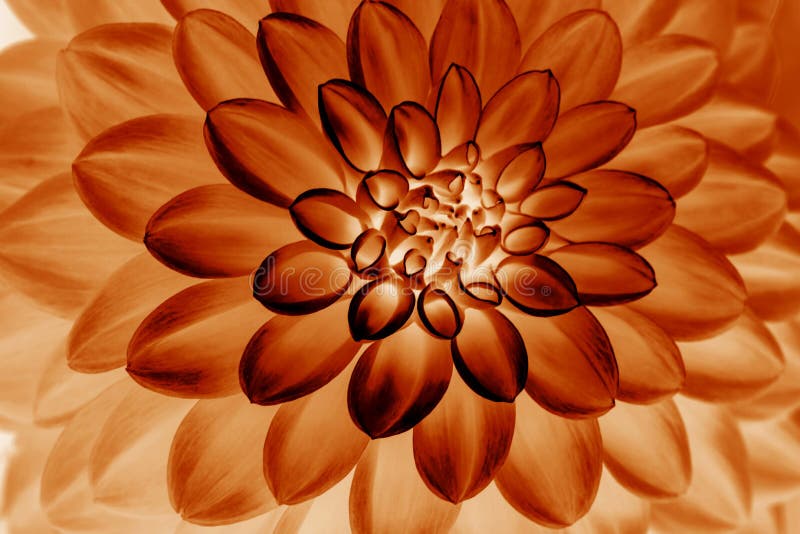 Orange dahlia petals (sottofondo astratto) Chiusura di fioritura dahlia per lo sfondo fotografia stock libera da diritti Orange dahlia petals (sottofondo astratto) Chiusura di fioritura dahlia per lo sfondo fotografia stock libera da diritti