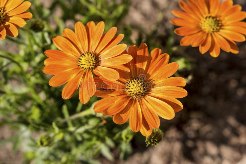 Orange Daisies stock image. Image of adornment, buds 54775021