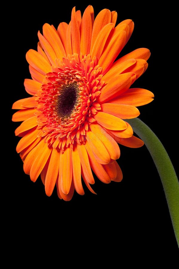 Orange Gerbera Daisy with Dew Drops Stock Photo Image of gerbera