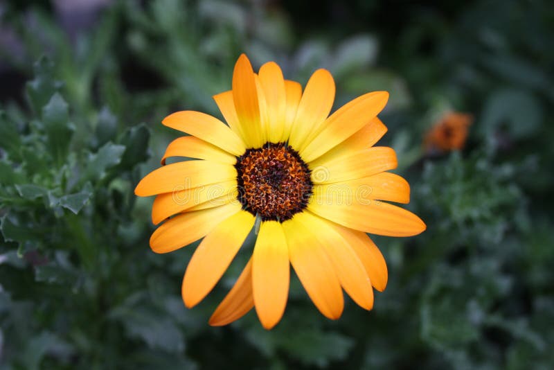 Orange daisy stock image. Image of yellow, background 12612815