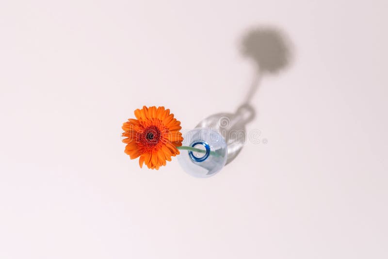 Orange Daisy Flower in a Vase on Trendy Background. Stock Image Image