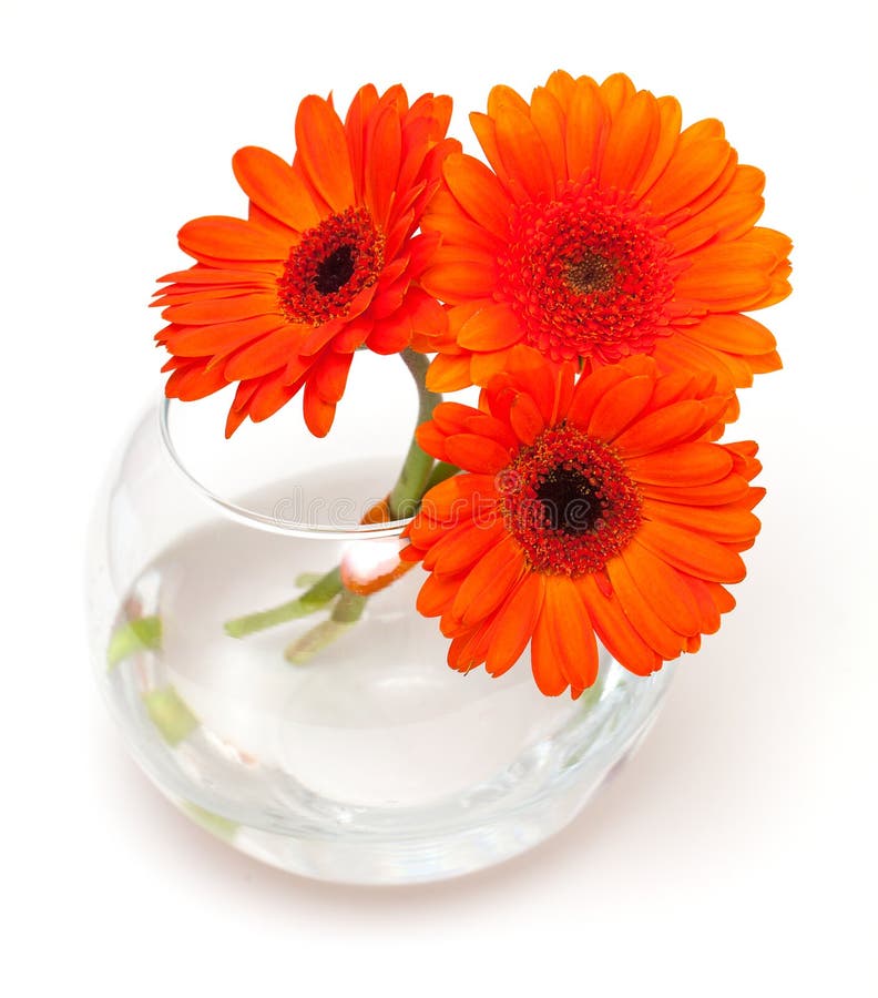 Orange Daisy Flowers in a Glass Vase Stock Image Image of life, glass