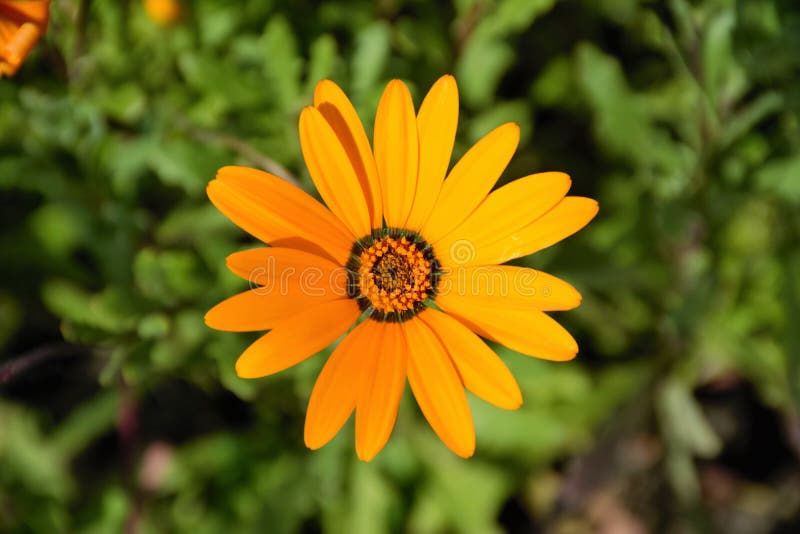 Orange daisy at sunny day stock photo. Image of golden - 58036890