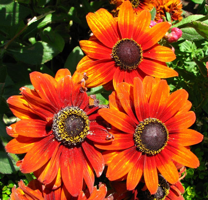 Orange Daisylike Flowers Picture. Image 86244336
