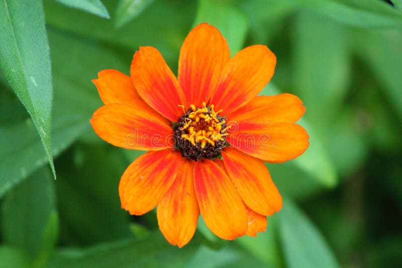 Download Orange de marguerite image stock. Image du fleur, automne - 45364183