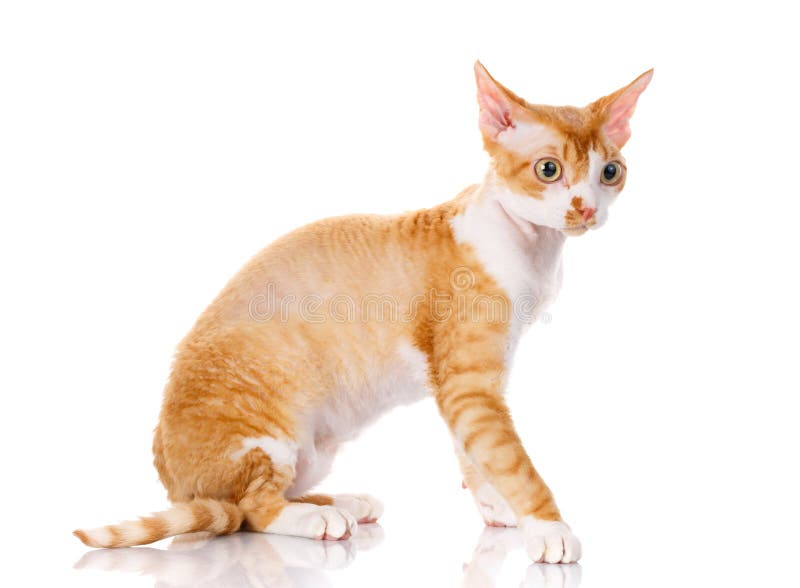  Orange Devon Rex  Cat With Big Ears On White Background 