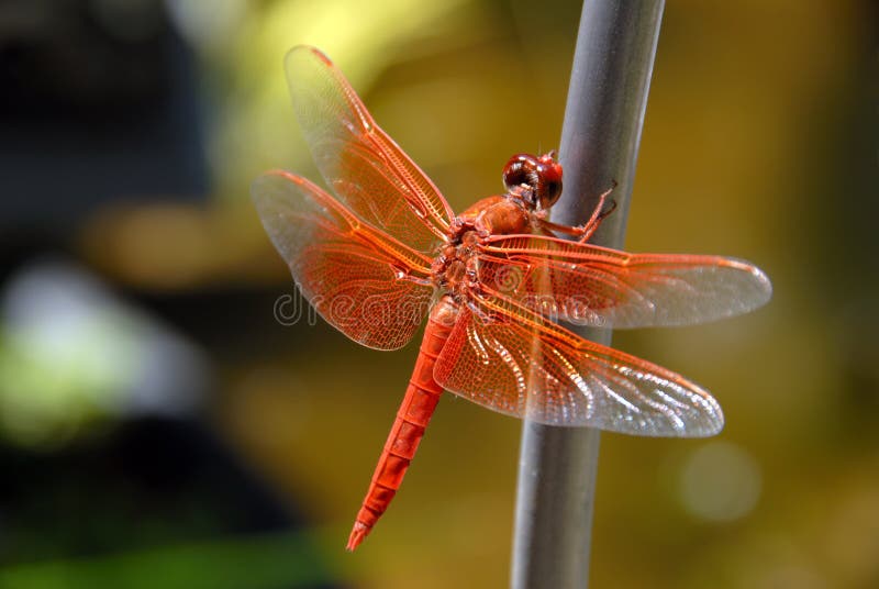 Orange Dragon Fly