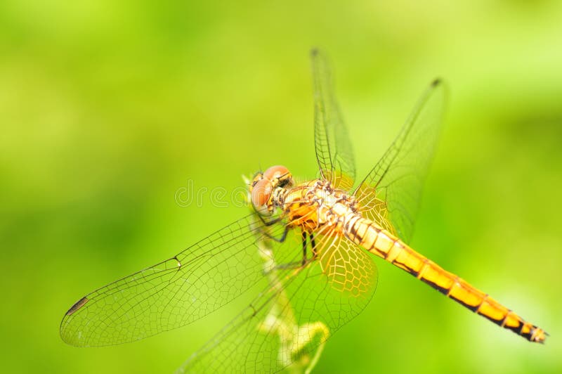 Orange Dragonfly stock image. Image of natural, insect - 6186771