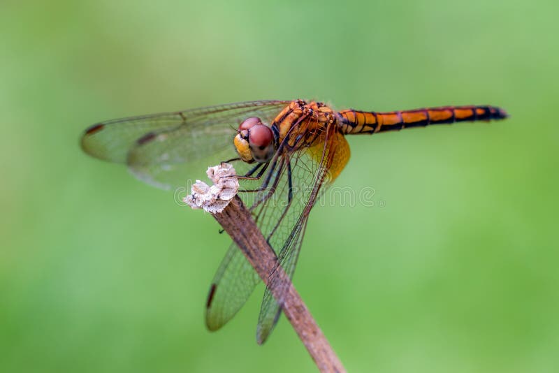 Orange Dragonfly stock photo. Image of nature, eyes, wings 84359342