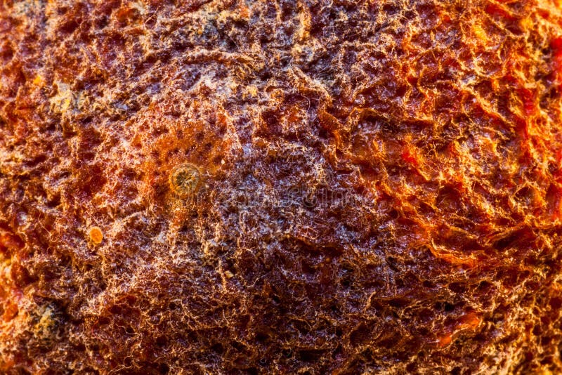 Orange, dried royalty free stock images Orange, dried royalty free stock images