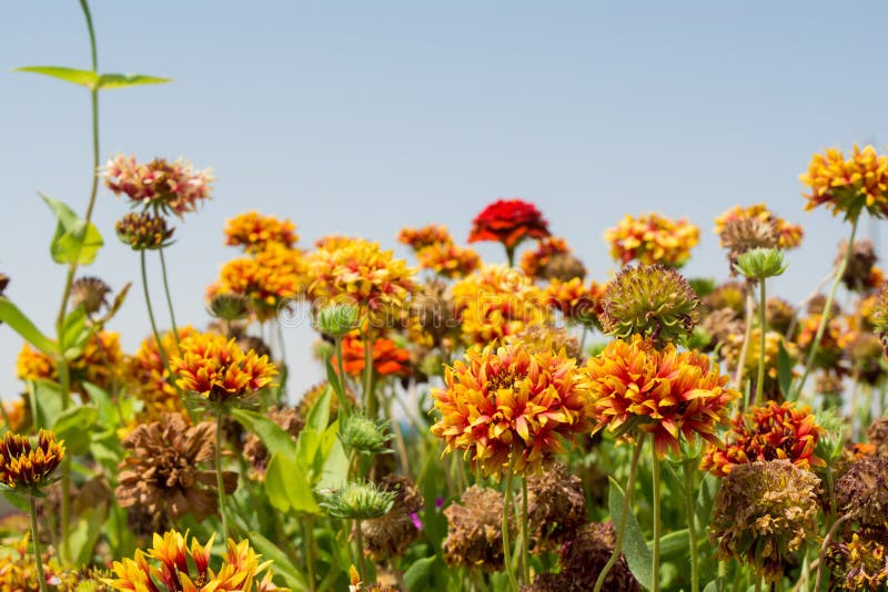 Orange dryed gazania flowers in the garden