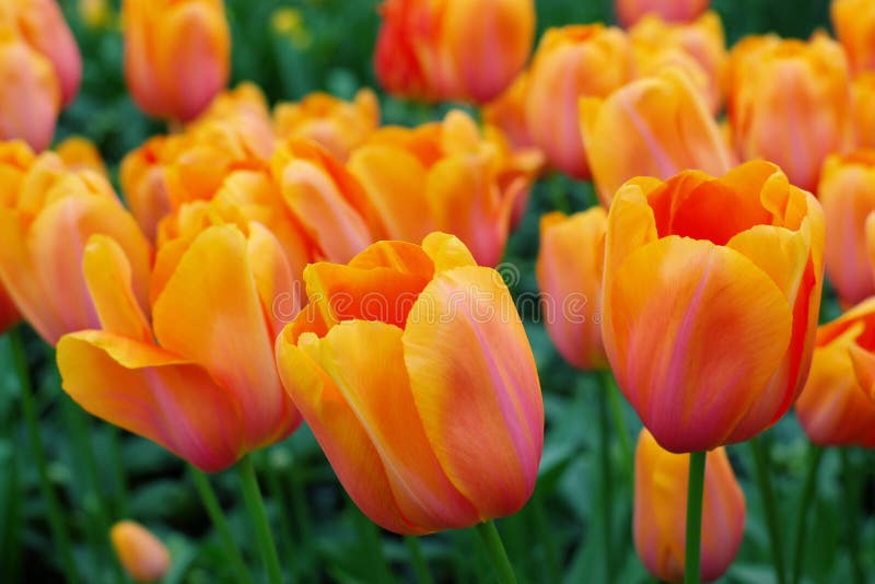 Orange dutch tulips