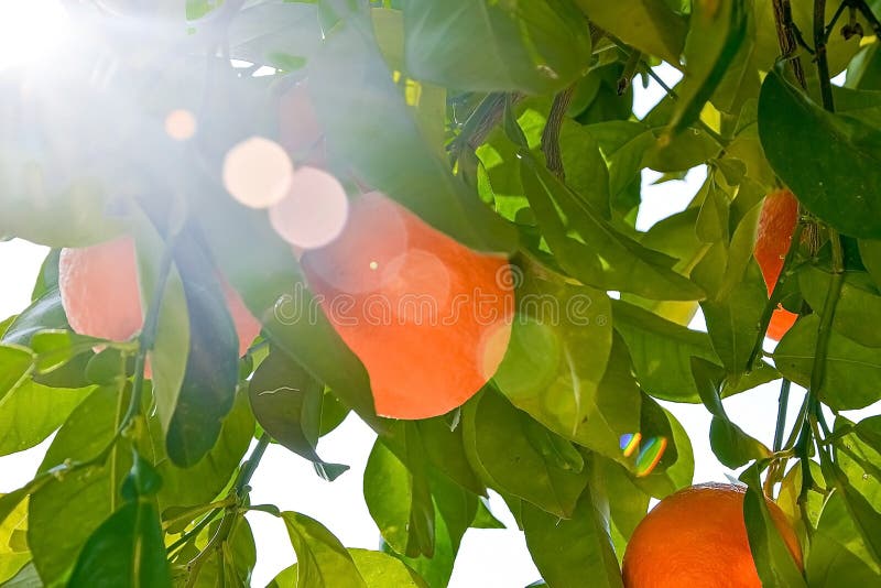 Orange Ernte, die an den Bäumen eine Niederlassungszitrusfrucht in Israel hängt. Herzlichen sonniger Tag