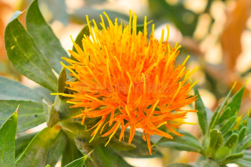 Orange Farbblume mit unscharfem Hintergrund stockbild Orange Farbblume mit unscharfem Hintergrund stockbild